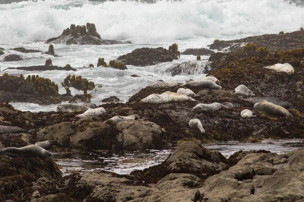 在海浪冲刷下的岩石上睡觉的港口海豹 — 图库照片