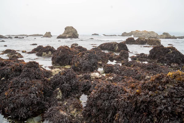 stock image low tide exposes mass amount of sea weed.