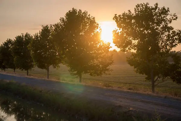 Baumreihe Mit Sonnenuntergang Dazwischen — Stockfoto