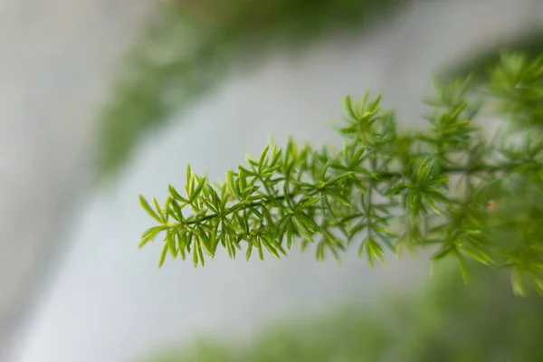 Spiky Rodzaj Rośliny Paproci — Zdjęcie stockowe