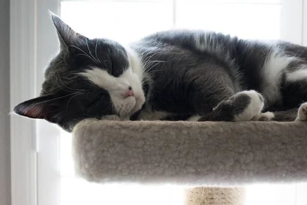 Graue Und Weiße Katze Schläft Auf Einem Katzenbett — Stockfoto