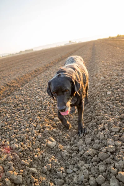 Zwarte Labrador Retriever Loopt Vuil Veld — Stockfoto