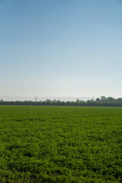 Green Alfalfa Field Crop Clear Blue Sky — Stock Photo, Image