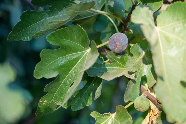 Ncir Ağacında Mor Incir Meyvesi — Stok fotoğraf