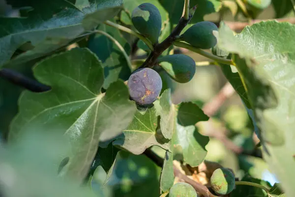 Fioletowy Owoc Figowy Drzewie Figowym — Zdjęcie stockowe