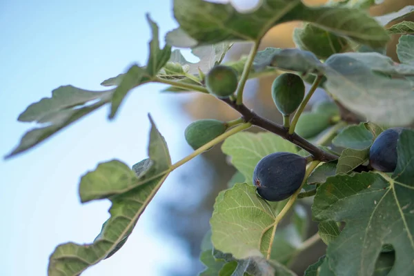 Violette Feigenfrucht Feigenbaum — Stockfoto