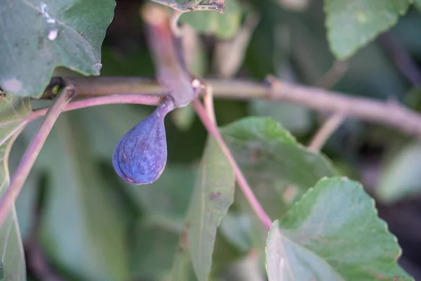 Higo Púrpura Fruta Higuera — Foto de Stock