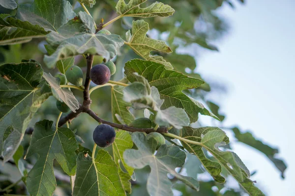 Violette Feigenfrucht Feigenbaum — Stockfoto
