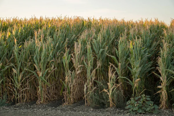 A field of corn growing in tight rows