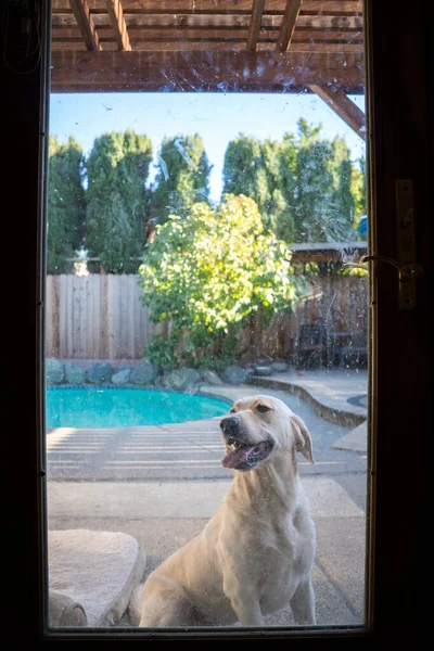 Gelber Labrador Retriever Wartet Durch Hintertür — Stockfoto
