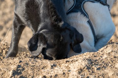 Sarı Labrador av köpeği toprak kazıyor.