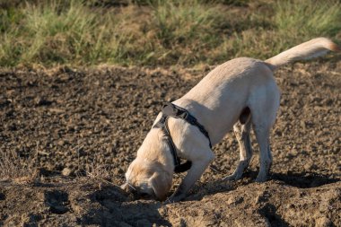 Sarı Labrador av köpeği toprak kazıyor.