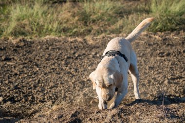 Sarı Labrador av köpeği toprak kazıyor.