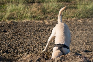 Sarı Labrador av köpeği toprak kazıyor.