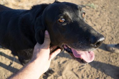 Kara Labrador av köpeğini sevmek. Bakış açısı.