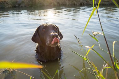 Siyah labrador av köpeği suda dudaklarını yalıyor.