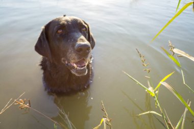 Siyah labrador av köpeği suda dudaklarını yalıyor..