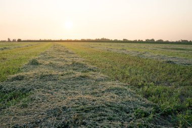 yonca hasadı. Sırayla tırmıklanmış.