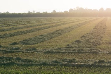 yonca hasadı. Sırayla tırmıklanmış.