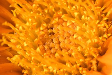 turuncu çiçek makroyu kapat