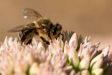 Bal arısı ile beslenen tozlu beyaz pembe çiçek makrosu