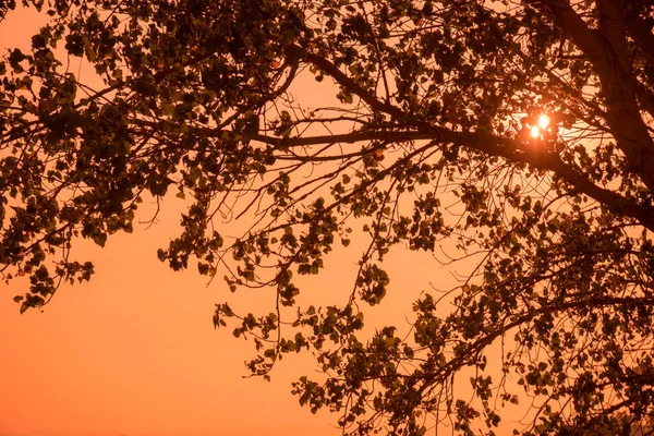 Солнечный Свет Проходящий Сквозь Навес Дерева — стоковое фото