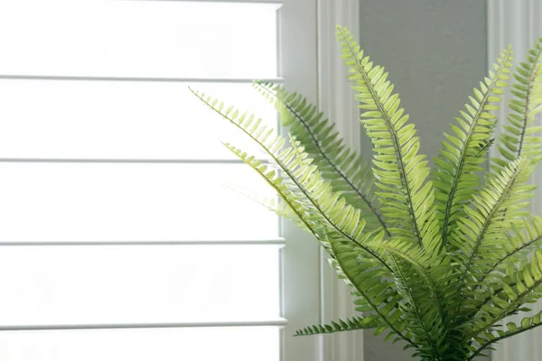 Plastic face decorative fern plant green home decor by window