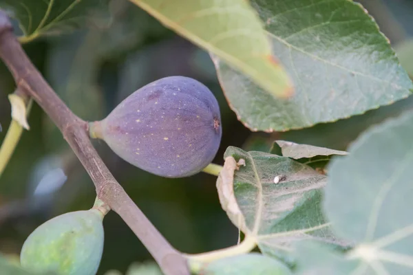 Owoce Figowe Dojrzałe Fioletowym Drzewie — Zdjęcie stockowe