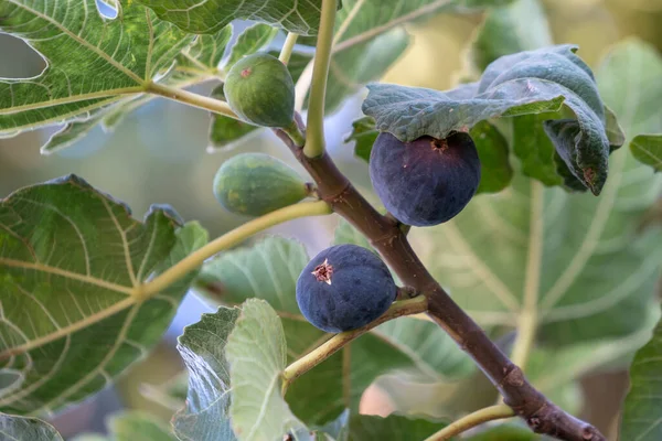 Feigenfrucht Reif Baum Violett — Stockfoto
