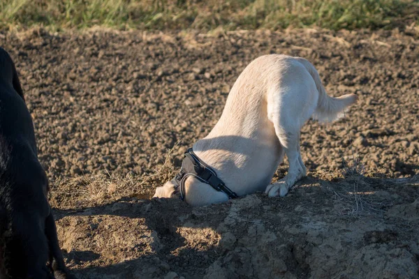 Gele Labrador Retriever Hond Spelen Vuil Graven — Stockfoto