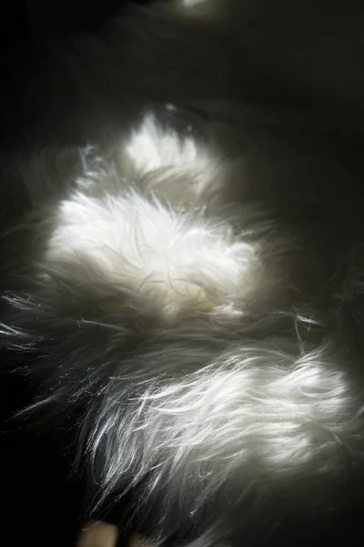 Biały Futro Pluszowy Pluszowy Światło Okna — Zdjęcie stockowe