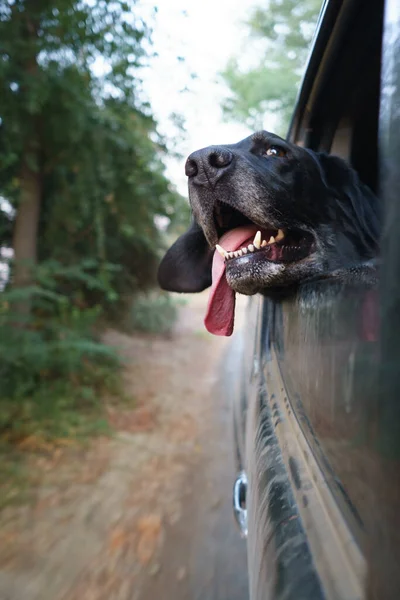 Fekete Kutya Fejét Mozgó Autó Ablak Nyelve — Stock Fotó