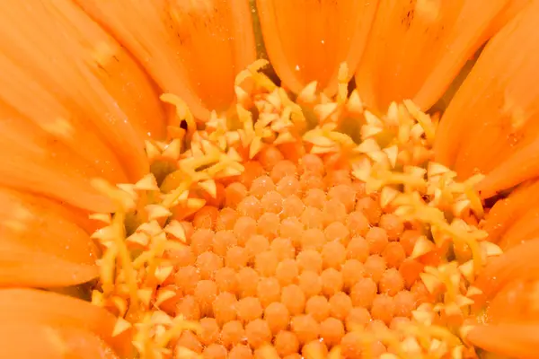 鮮やかなオレンジ色の花がマクロを閉じ — ストック写真