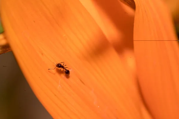 Jasny Pomarańczowy Kwiat Zbliżenie Makro Mrówkami — Zdjęcie stockowe