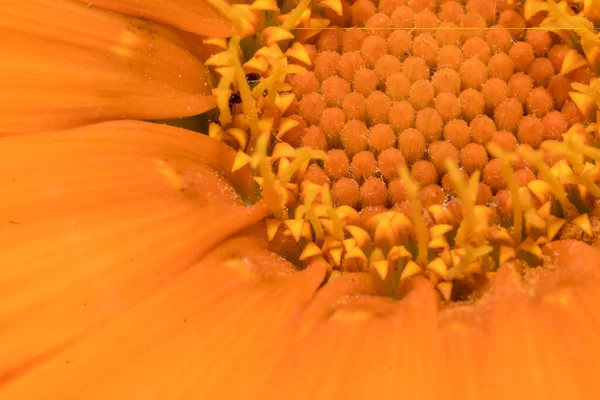 鮮やかなオレンジ色の花がマクロを閉じ — ストック写真