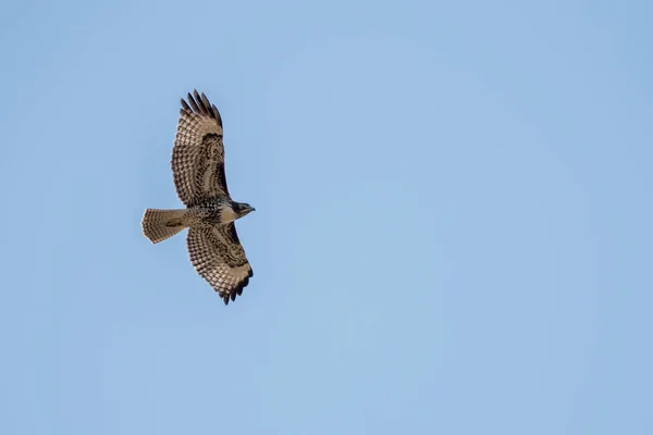 hawk soaring flying in blue sky.