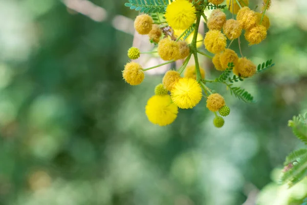 Flores Amarillas Bolas Luz Árbol Rama — Foto de Stock