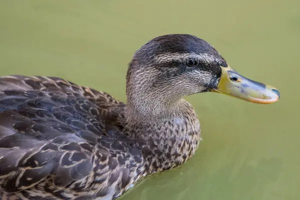 Yaban Ördeği Dişi Bulanık Suda Yüzüyor — Stok fotoğraf