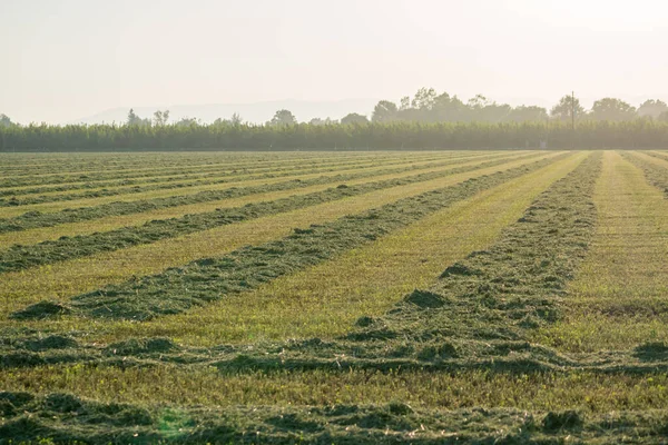 yonca hasadı. Sırayla tırmıklanmış.