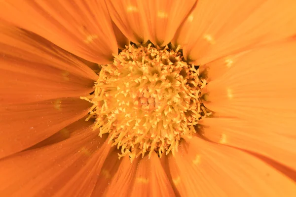 オレンジの花がマクロを閉じて — ストック写真