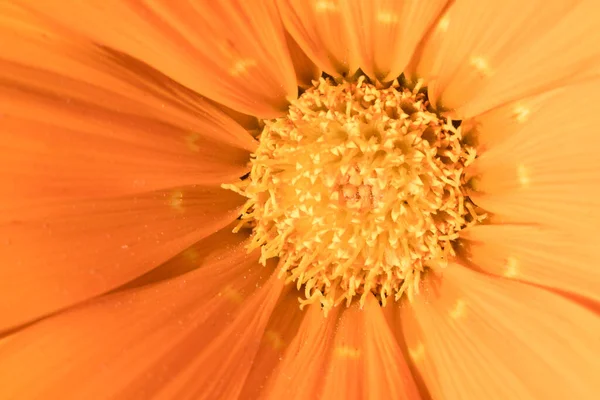 オレンジの花がマクロを閉じて — ストック写真