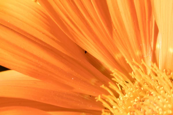 Fleur Orange Gros Plan Macro — Photo