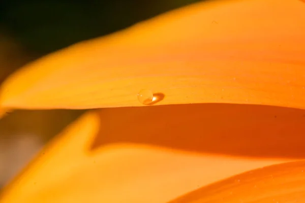 オレンジ色の花びらに水滴が一つ — ストック写真