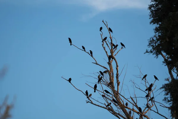 Svarta Fåglar Uppflugna Ett Dött Lövlöst Träd — Stockfoto
