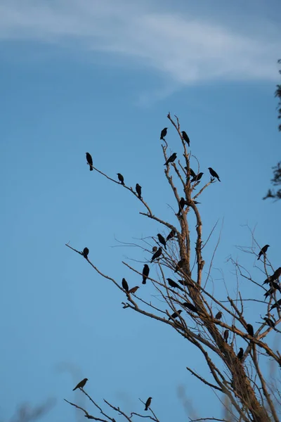 Svarta Fåglar Uppflugna Ett Dött Lövlöst Träd — Stockfoto