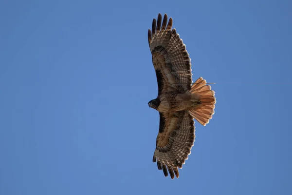Red tailed hawk soaring overhead in the sky