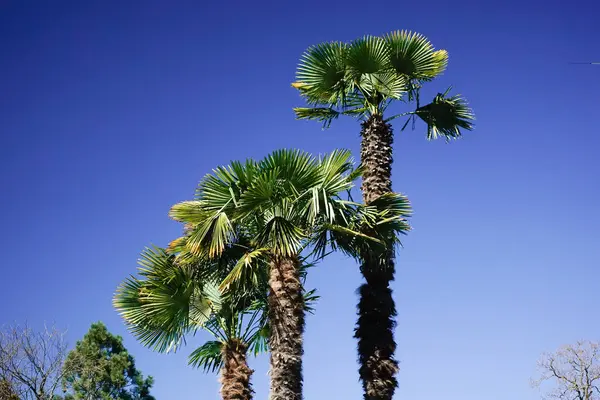Hoge Palmbomen Met Diep Blauwe Lucht Achtergrond — Stockfoto