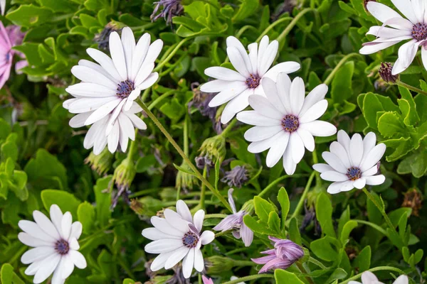 紫色のセンターと緑の背景を持つ白い花 — ストック写真