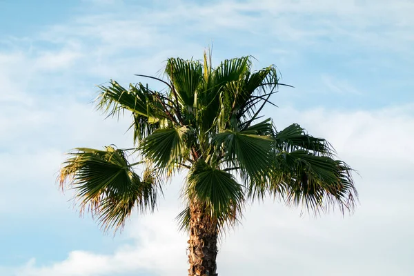 Heldere Dag Palmboom Met Blauwe Lucht — Stockfoto