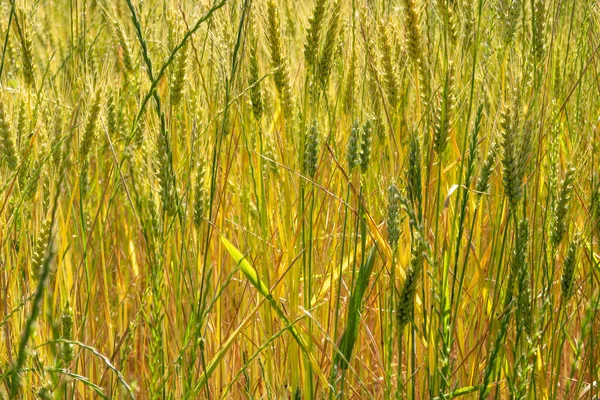 Yeşil Kış Buğdayı Arka Planı Kapat — Stok fotoğraf